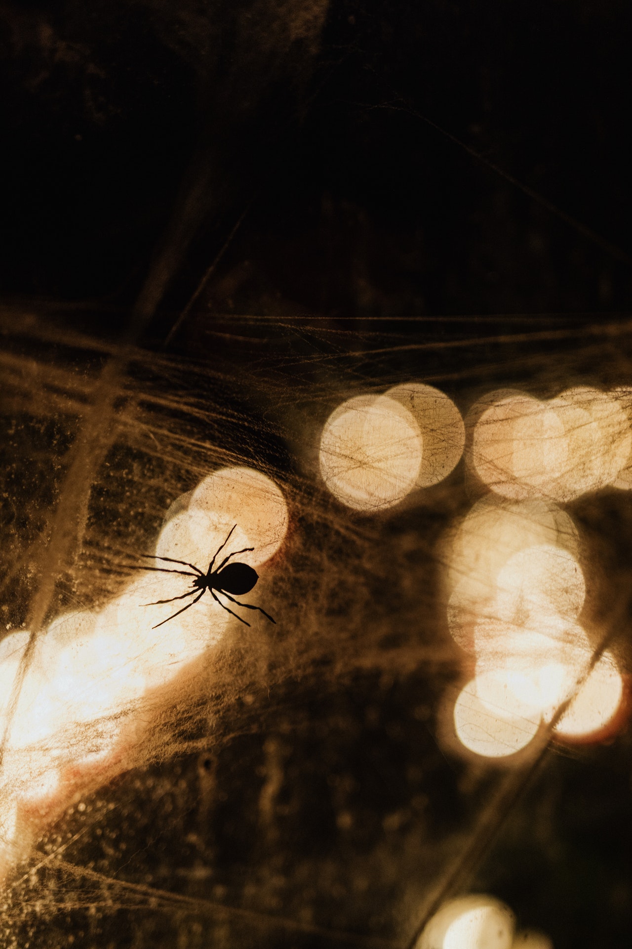 Co oznaczają pająki w domu?